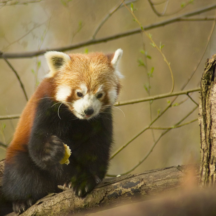 ImagesBirmingham/Birmingham Simon Redwood Red_Panda_(_Ailurus_Fulgens_).jpg